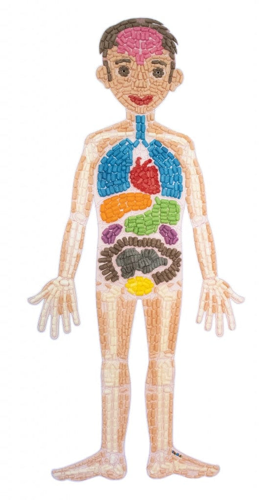 EDUKACINĖ dėlionė, ANATOMIJA