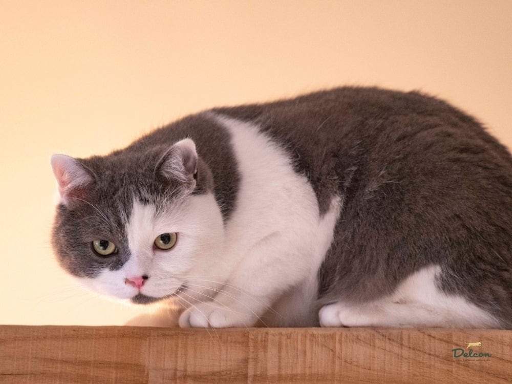 Pašaras suaugusioms katėms su šlapimo takų problemomis / 1,75 kg