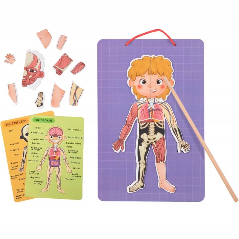 Tooky Toy Drewniane Puzzle Montessori Magnetyczne Nauka Anatomia Człowieka 78el. Žaislai Vaikams Ir Kūdikiams